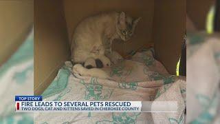 2 dogs, kittens, cat saved from Cherokee County fire