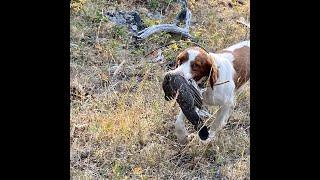 Blue Grouse Hunting at Elevation