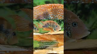 The Blue Flash Cichlid (Thorichthys Aureus)