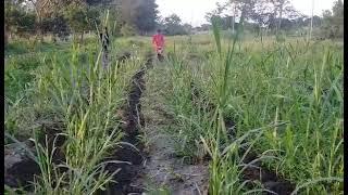 TUWANG TUWA ANG BUYER NATIN SA SOIL CULTIVATOR MACHINE!!! TESTING AGAD SIR!!! | ABA10 AgriBiz