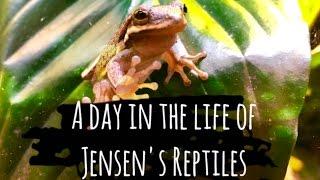 A DAY AT JENSENS REPTILES-INCLUDES SNAKE FEEDING