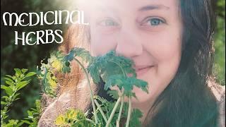 Turning My Yard Into a Medicinal Herb Garden | Planting and Growing Healing Herbs