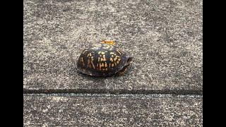 Turtle Crossing Drive -  (Oct 18 2023)