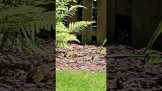 Chipmunk  Fight