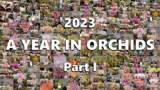 2023 // A Year in Orchids (Part 1)