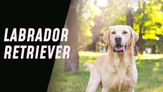Labrador Retrievers: Adoption & Raising Guide (Everything You Need to Know!)
