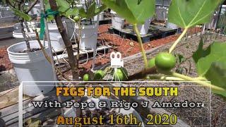 How to grow Figs in Florida and other Southern States