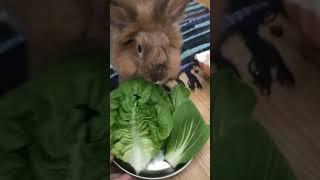 Its dinner time #shorts #arnab #rabbit #bunny