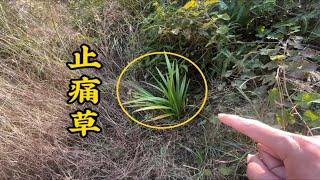 水库边生长的“止痛草”，很多人不认识，拍给大家看看