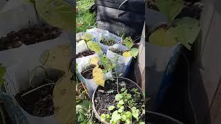 Pawpaws