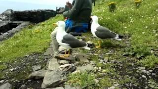 Persistant begging seagulls on Skellig Michael