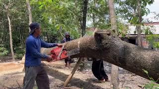 Fastest skill cutting down Huge tree with strongest chainsaw ‼️