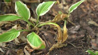 Watering restrictions could be coming, here's why you shouldn't freak out.