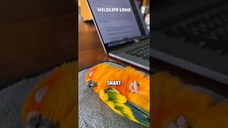 Sun Conure | The Brilliant And A Beautiful Parrot