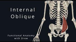 Internal Obliques | Functional Anatomy for Health, wellness and Movement Professionals