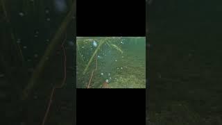 Подводная охота.Spearfishing on Pike #подводноевидео #подводнаяохота #щука #spearfishing