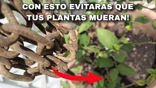 INCREIBLE, CON ESTO TUS PLANTAS NO MORIRAN