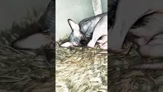 Sphynx cat sleeping лысая кошка Сфинкс уснула