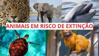 Top 5 Animais em Risco de Extinção no Brasil