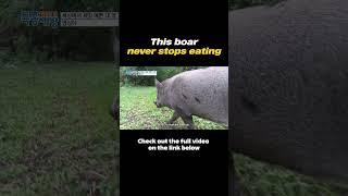 [ENG DUB] This naughty boar never stops eating crops
