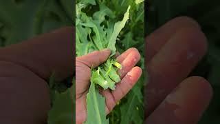 가시상추로 김치담그기 #가시상추#가시상추나물#농사 #garden #자연농원 #주말농사 #gardening #귀촌생활 #산골 #산나물 #farming #나물 #산나물 #작물 #텃밭