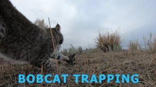 BOBCAT TRAPPING- Locations, Sets, and Catches