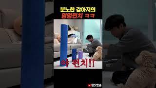 동물실험 소리를 들은 강아지의 멍멍펀치