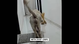 Effectiveness of indoor dog shoes - Zoof grips before and after