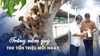 Thử nghiệm trồng loại nấm quý, nhóm bạn trẻ thu tiền triệu mỗi ngày