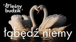 Leśny budzik - Łabędź niemy