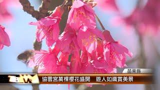 協雲宮萬棵櫻花盛開  遊人如織賞美景│T-NEWS聯播網