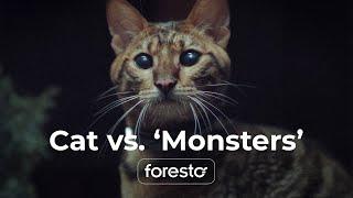 Tiger the Cat’s Nighttime Adventure - Foresto Collar Ad | Bayer & VILKA Video Production