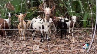 Goats make Hanna Park new home to help clear vegetation for environmental project with city