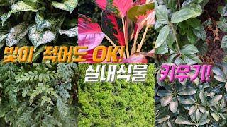 빛이 적어도 OK  식물 초보도 OK  실내 식물 키우기 8종   INDOOR PLANTS