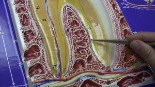 Tooth
