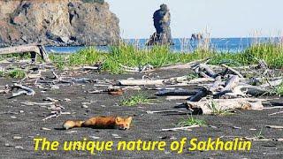 The unique nature of Sakhalin О. Митяев