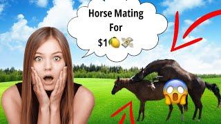  Horse Mating Donkey - Donkeys Breeding - Animals Mating Compilation →