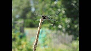 Dragonflies In The Garden: Nature's Mosquito Control