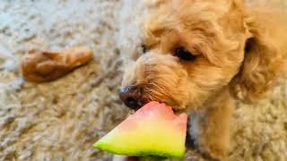 【ぼんちゃんねる】スイカのてっぺんを食べるぼんちゃん