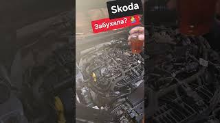 Skoda: Запойная Окташка? ‍️ Пришла Беда?  (2024)