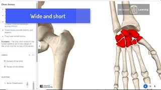 5 types of bone classifications by On Screen Learning