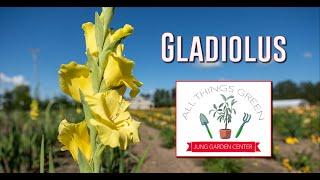 Gladiolus - From Flower to Bulb