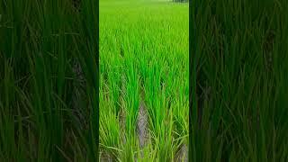Ramesh Maurya70.