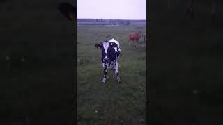 #ферма #сельскоехозяйство #cute #viral #subscribe #cat #top #жизнь #combat #мир