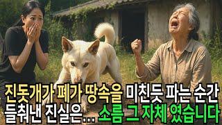진돗개가 폐가의 김치저장고를 보고 미친듯이 땅파는 순간 충격적 결말이 드러나는데...