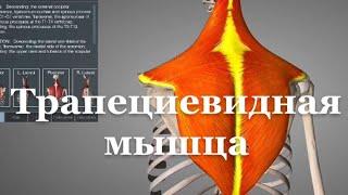 Трапециевидная мышца\Trapezius