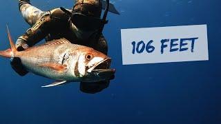 SPEARFISHING JOBFISH AT 106 FT [Blue Water Spearfishing]