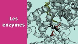 Les enzymes - Première Spécialité SVT