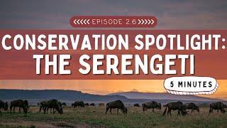 Conservation Spotlight: The Serengeti