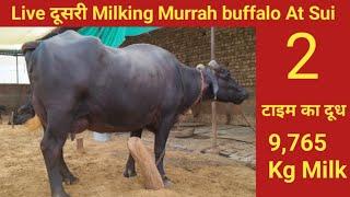 Live दूसरी Milking Murrah buffalo , at sui , Dst Bhiwani Haryana , 9729406681